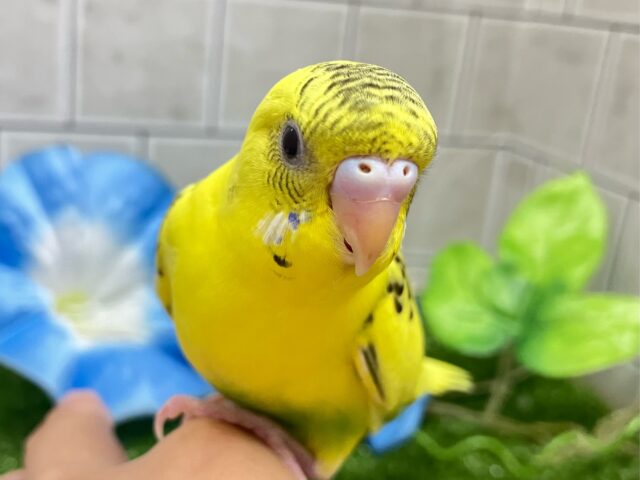 ✨最新画像✨シャイニングだ✨常夏レモネード❕🥤🍋 *゜セキセイインコ(イエローハルクイン/2025年6月生まれ)