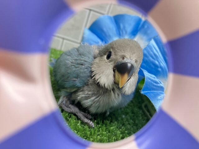 コザクラインコ（小桜インコ）