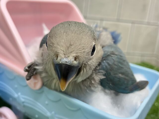 コザクラインコ（小桜インコ）