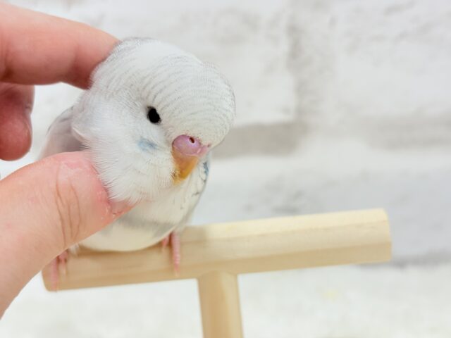 ジャンボセキセイインコ