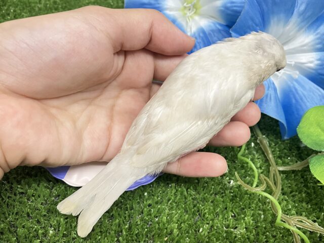 シルバーイノ文鳥