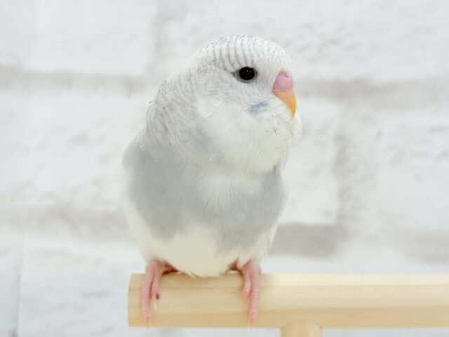 ジャンボセキセイインコ