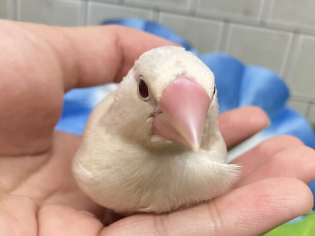 シルバーイノ文鳥