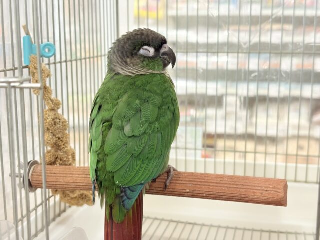 ホオミドリウロコインコ