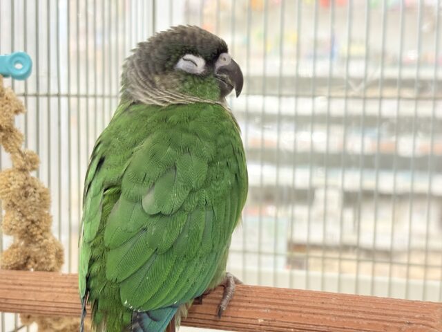 ホオミドリウロコインコ