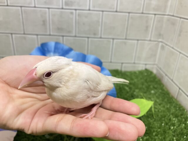 シルバーイノ文鳥