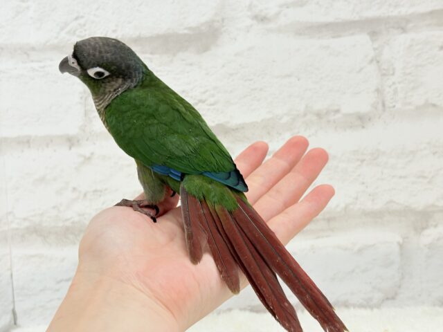 ホオミドリウロコインコ