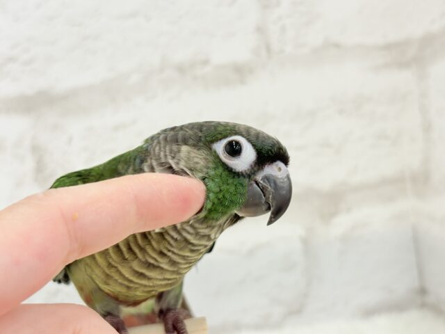 ホオミドリウロコインコ