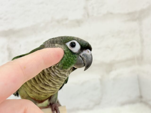 ホオミドリウロコインコ