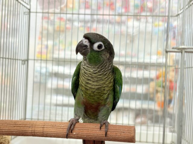 ホオミドリウロコインコ