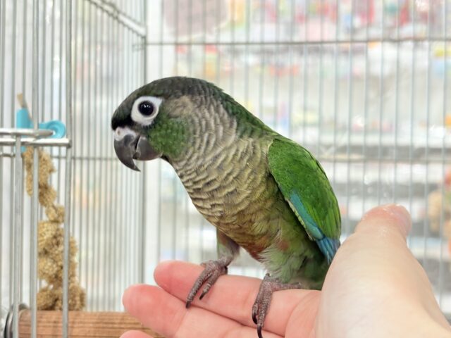 ホオミドリウロコインコ