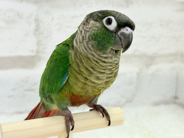 ホオミドリウロコインコ