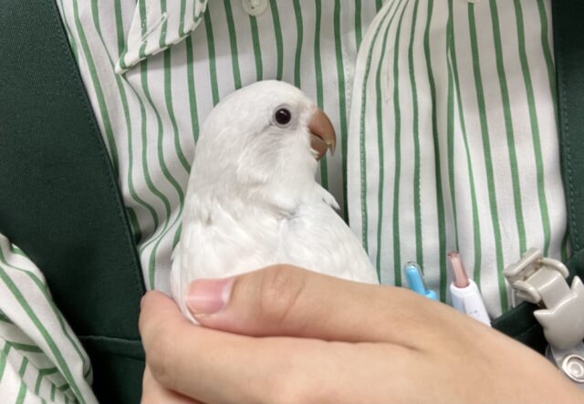 オキナインコ