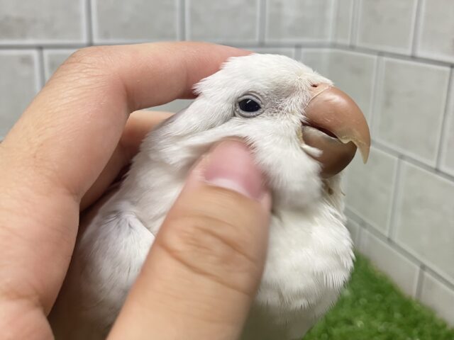 オキナインコ