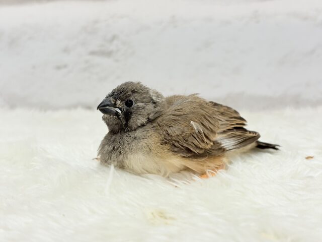 ジャンボキンカチョウ