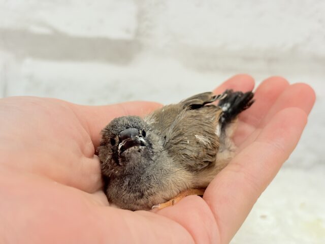 ジャンボキンカチョウ