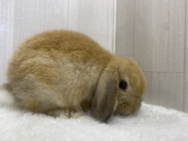 ホーランドロップ