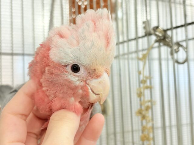モモイロインコ
