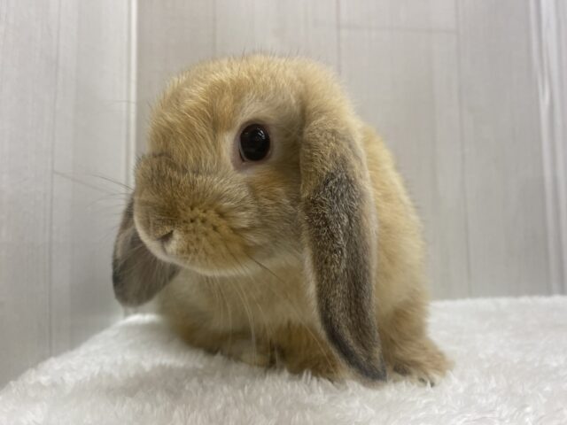 ホーランドロップ