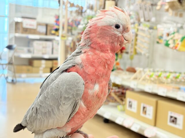 モモイロインコ