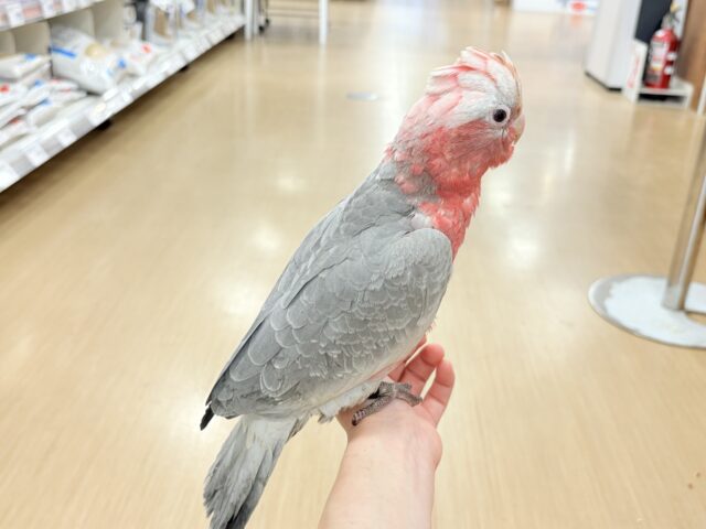 モモイロインコ