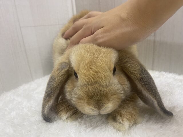 ホーランドロップ