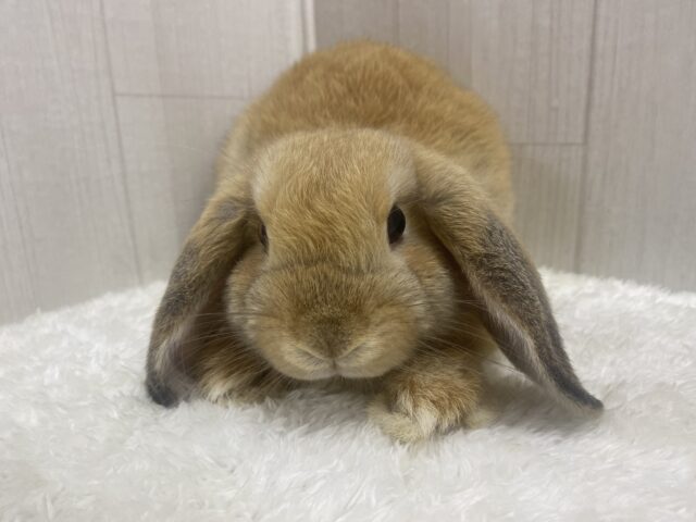 ホーランドロップ