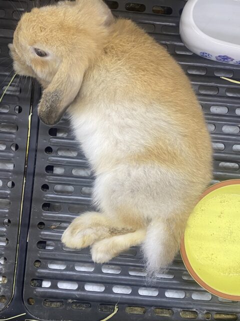 ホーランドロップ