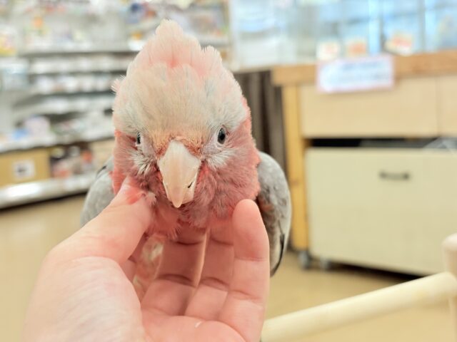 モモイロインコ