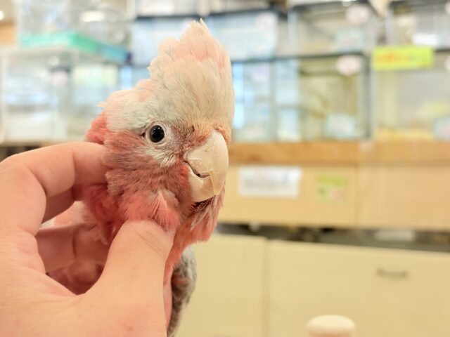 モモイロインコ