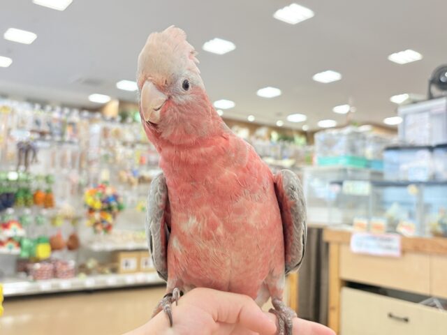 モモイロインコ