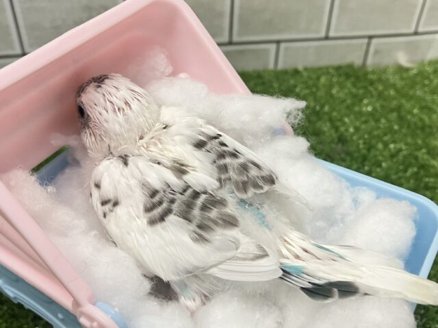 セキセイインコ