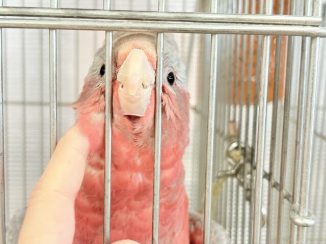 モモイロインコ