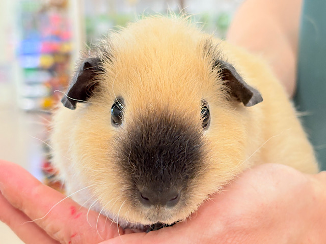 【最新画像更新🪄】羊みたいなもこもこちゃん૮꒰⁔•͈ ·̫ •͈⁔꒱აロシアンスモークモルモット(女の子) テディタイプ🌿