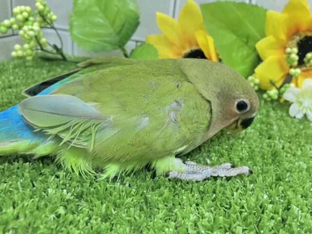 コザクラインコ（小桜インコ）