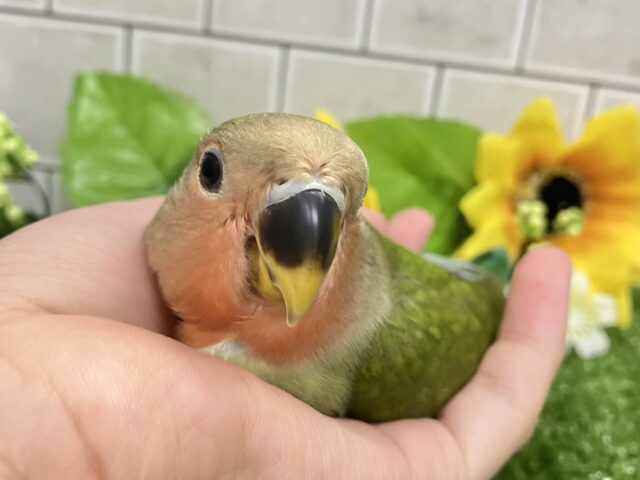 ✨最新画像✨海風そよそよ🌀🌊スイカ畑🍉✧*｡コザクラインコ(2025年6月生まれ)