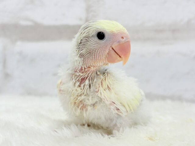 コザクラインコ（小桜インコ）