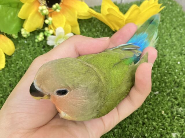 コザクラインコ（小桜インコ）
