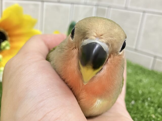 コザクラインコ（小桜インコ）