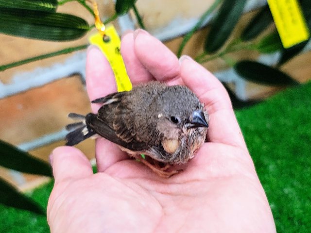 錦花鳥（キンカチョウ）