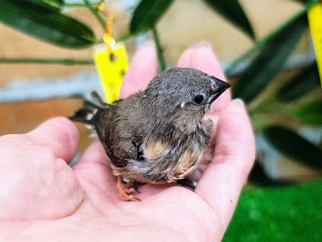 錦花鳥（キンカチョウ）