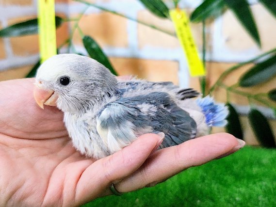 コザクラインコ（小桜インコ）