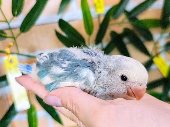 コザクラインコ（小桜インコ）