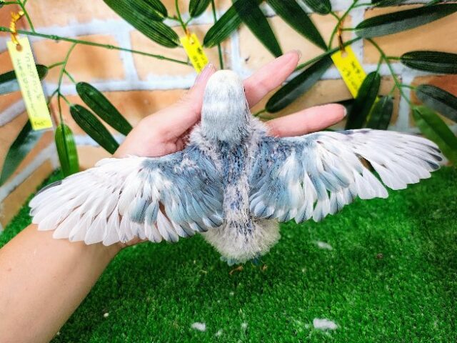 コザクラインコ（小桜インコ）