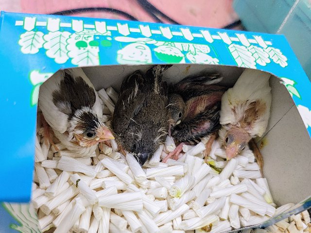 十姉妹（ジュウシマツ）