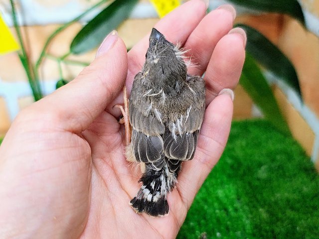 錦花鳥（キンカチョウ）