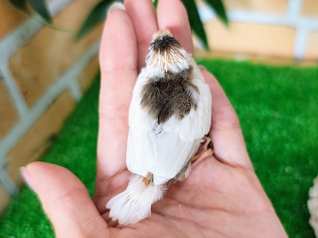 十姉妹（ジュウシマツ）