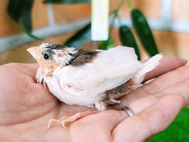 十姉妹（ジュウシマツ）