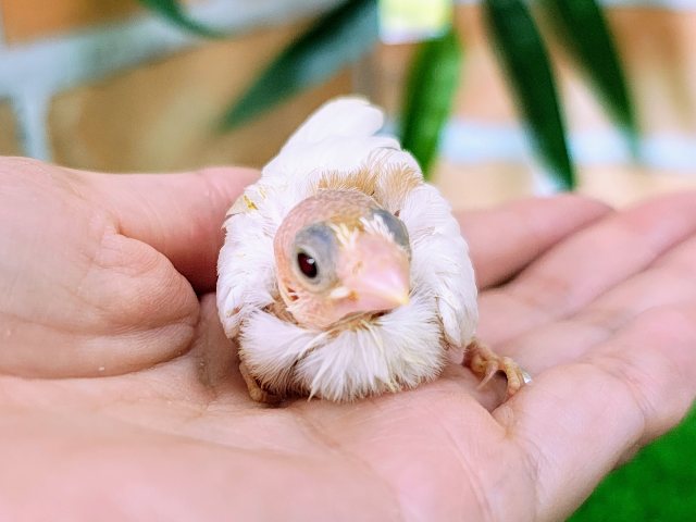 十姉妹（ジュウシマツ）