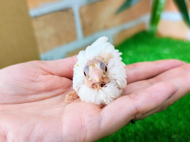 十姉妹（ジュウシマツ）